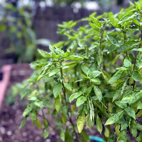 Basil growing in the resort garden